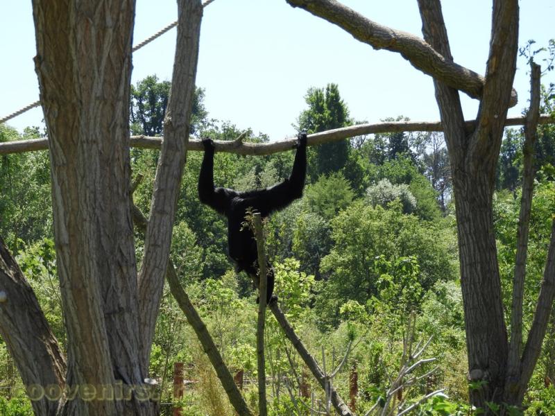 Siamang