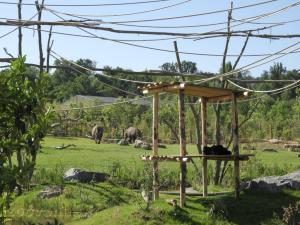 Siamang