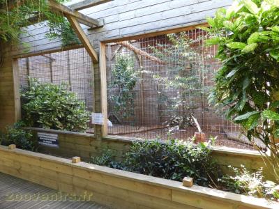 Harfang des neiges - 2016