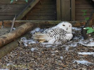 Harfang des neiges