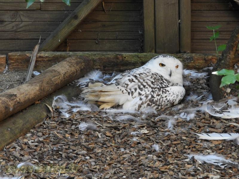 Harfang des neiges