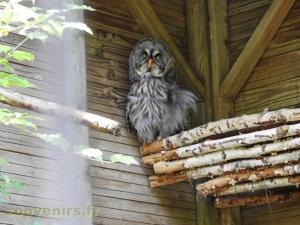 Chouette lapone