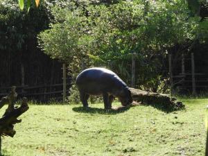 Hippopotame pygmée