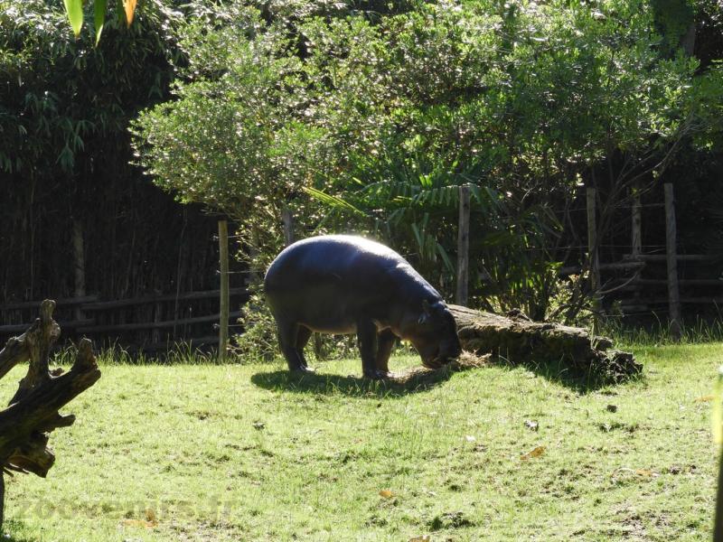 Hippopotame pygmée
