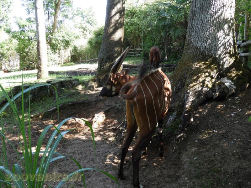 Bongo
