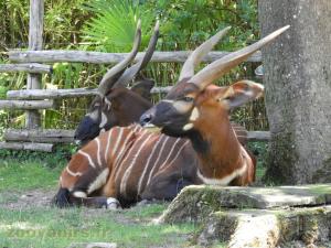 Bongo 