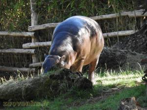Hippopotame pygmée
