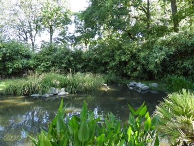 Grue demoiselle - 2016