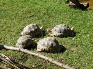 Tortue radiée