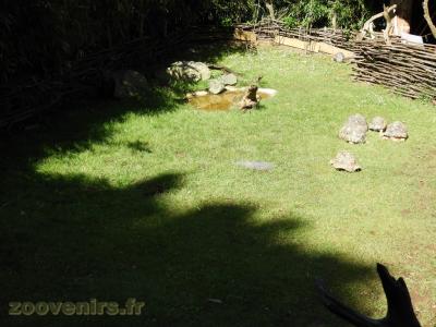 Tortue radiée - 2016