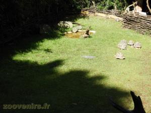 Tortue radiée