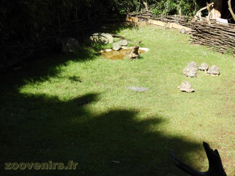 Tortue radiée