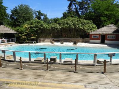 Otarie de Californie - 2016