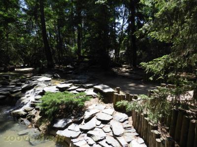 Loup blanc de l'Artique - 2016