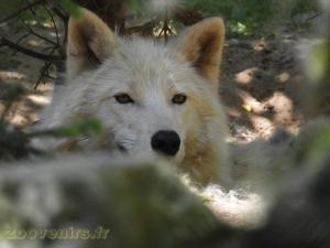 Loup blanc de l'Artique