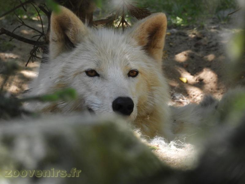 Loup blanc de l'Artique