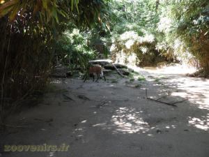 Loup à crinière
