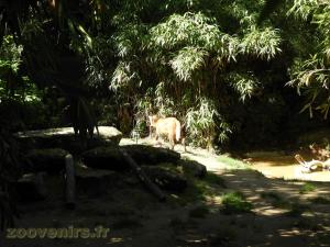 Loup à crinière