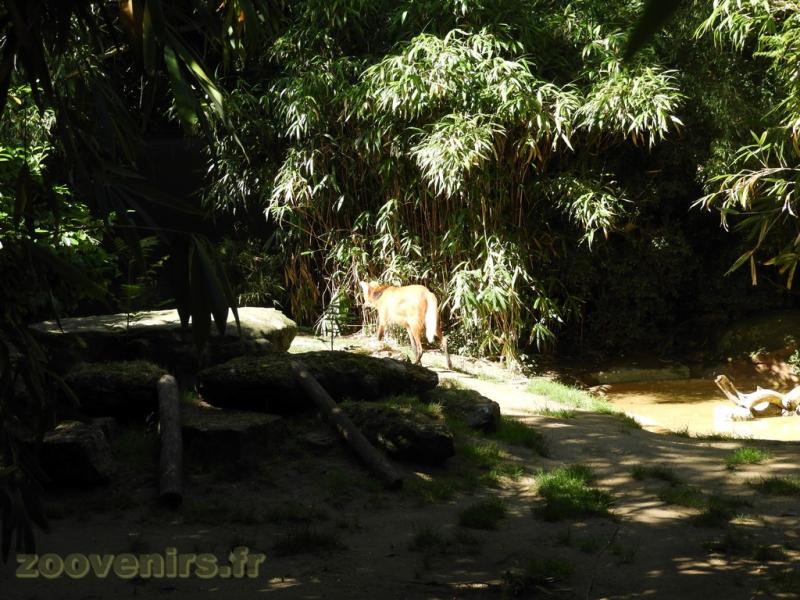 Loup à crinière