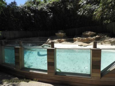 Loutre d'Asie - 2016