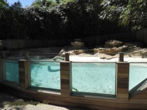 Loutre d'Asie