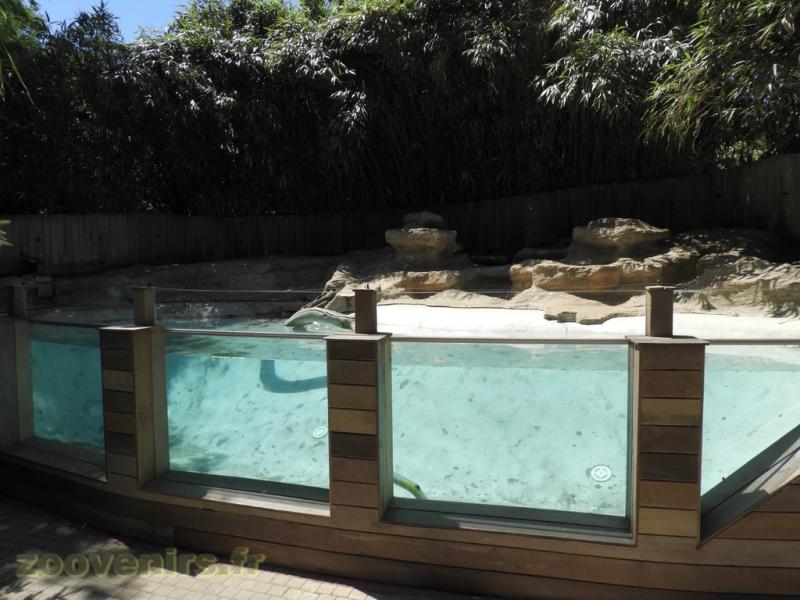 Loutre d'Asie