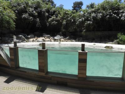 Manchot de Humboldt - 2016