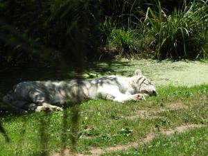 Tigre blanc