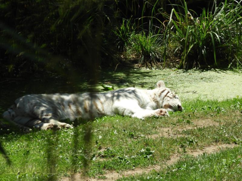 Tigre blanc