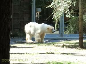 Ours blanc