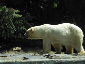 Ours blanc