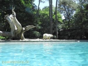 Ours blanc