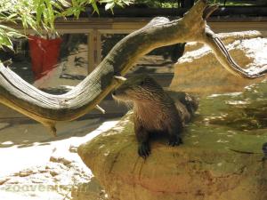 Loutre du Canada