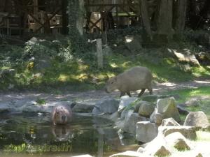 Capybara