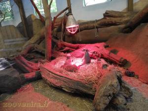 Suricate
