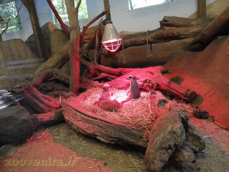 Suricate