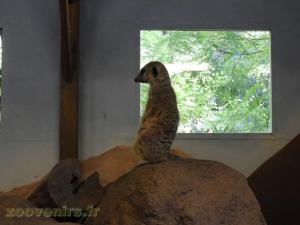 Suricate