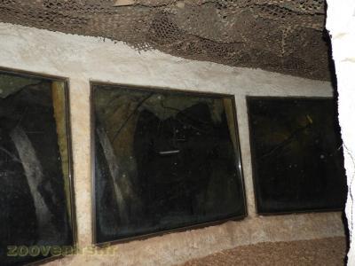 Roussette d' Egypte - 2016