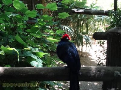 Touraco violet - 2016