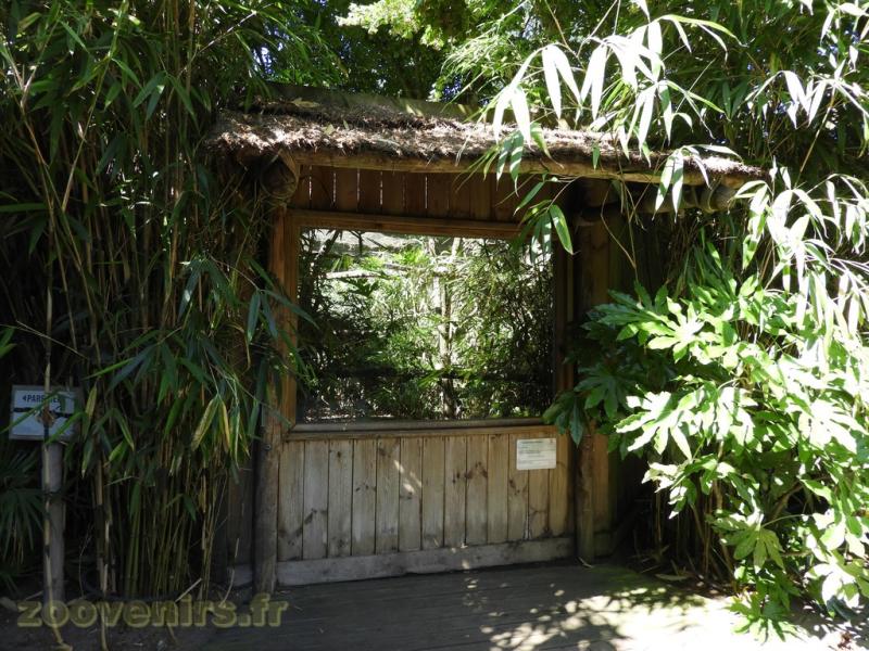 Ouistiti de Geoffroy