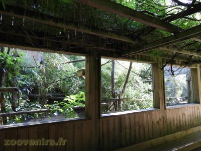 Tamarin doré - 2016