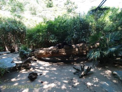 Panthère noire - 2016