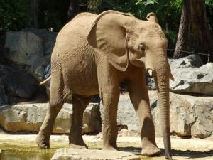 Éléphant d'Afrique