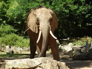 Éléphant d'Afrique