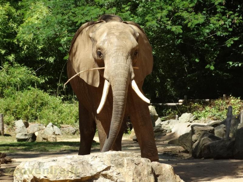 Éléphant d'Afrique