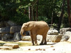 Éléphant d'Afrique