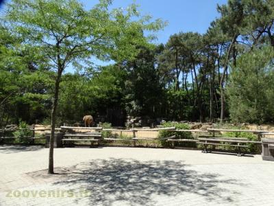 Éléphant d'Afrique - 2016