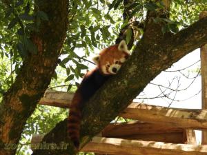 Panda roux