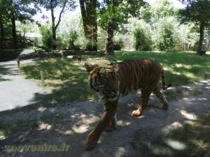 Tigre de Malaisie