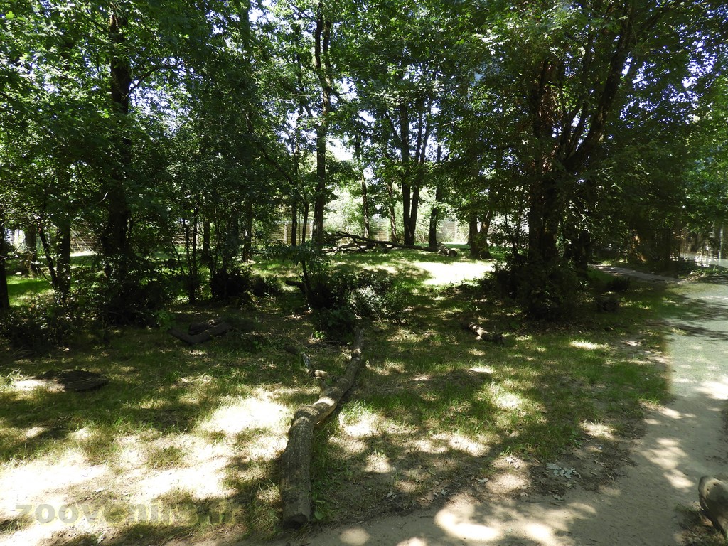 Tigre de Malaisie - 2017